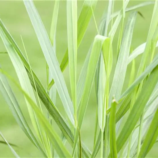 Panicum virgatum 'Rotstrahlbusch'