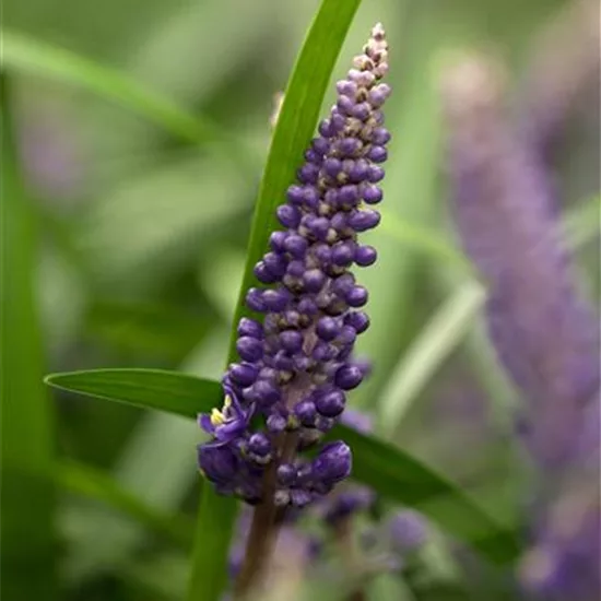 Liriope muscari 'Big Blue'