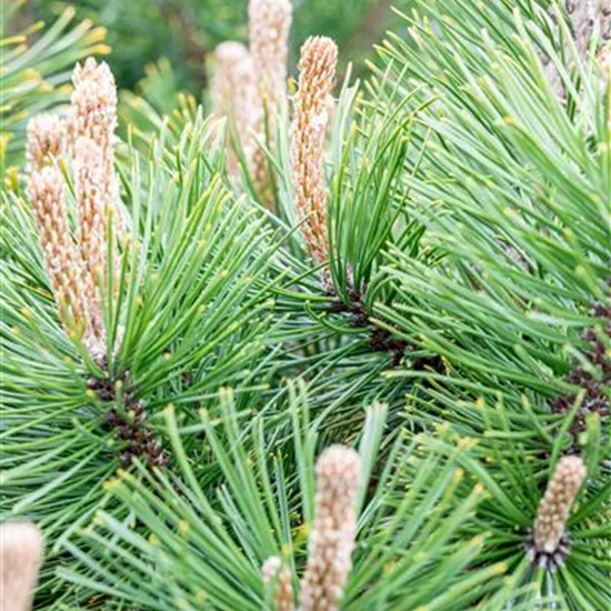 Pinus mugo 'Alpenzwerg'