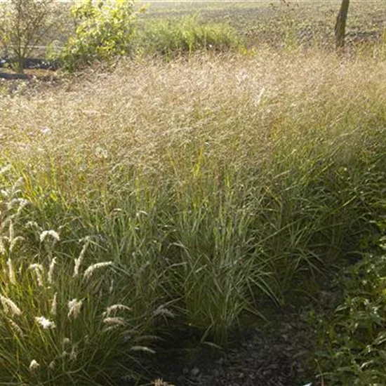 Panicum virgatum 'Shenandoah'