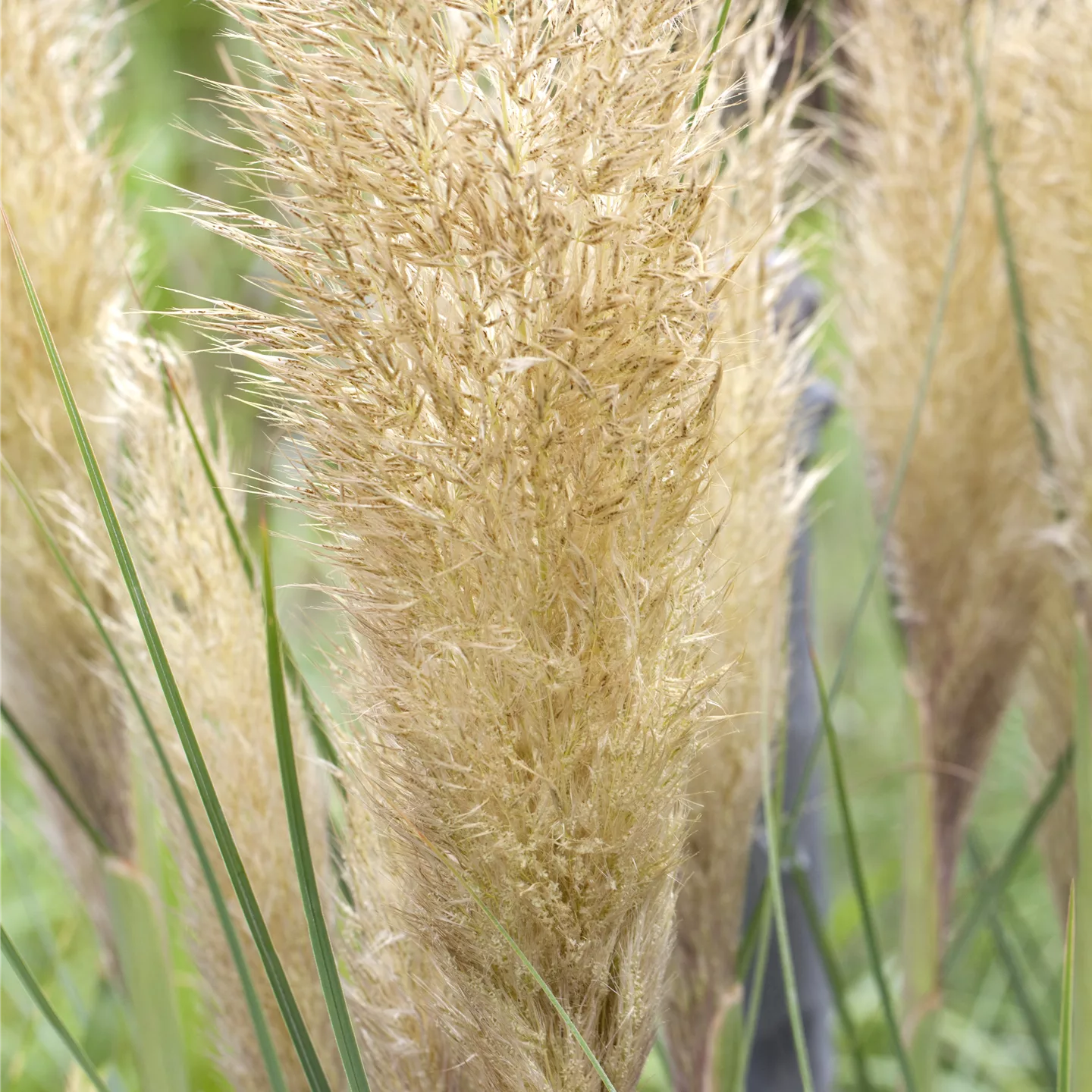 Cortaderia selloana