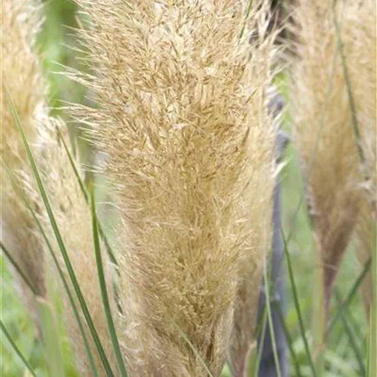 Cortaderia selloana