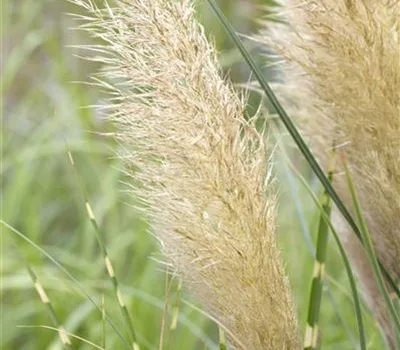 Cortaderia selloana 'Pumila'