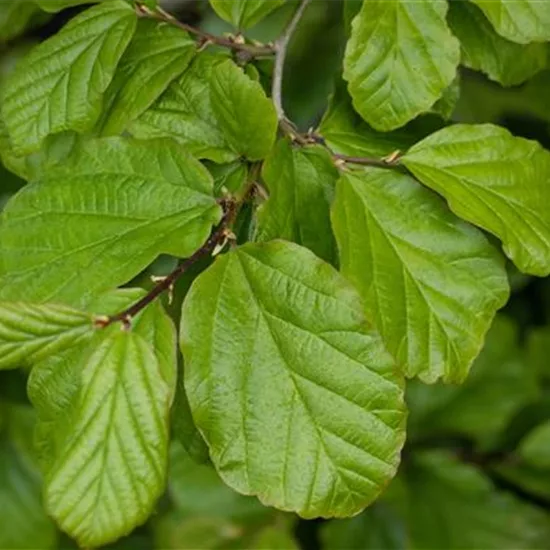 Parrotia persica