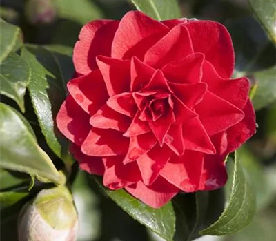 Camellia japonica 'Black Lace'