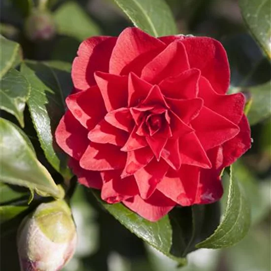 Camellia japonica 'Black Lace'