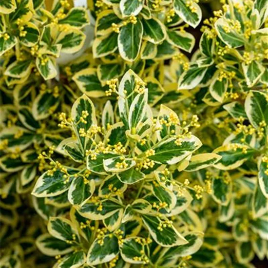 Euonymus japonicus 'Bravo'