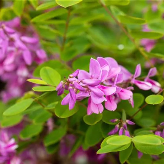 Indigofera kirilowii