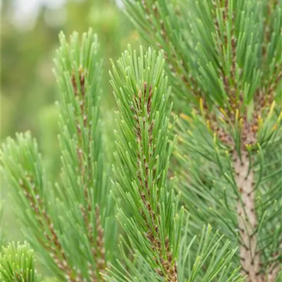 Pinus mugo 'Rigi'