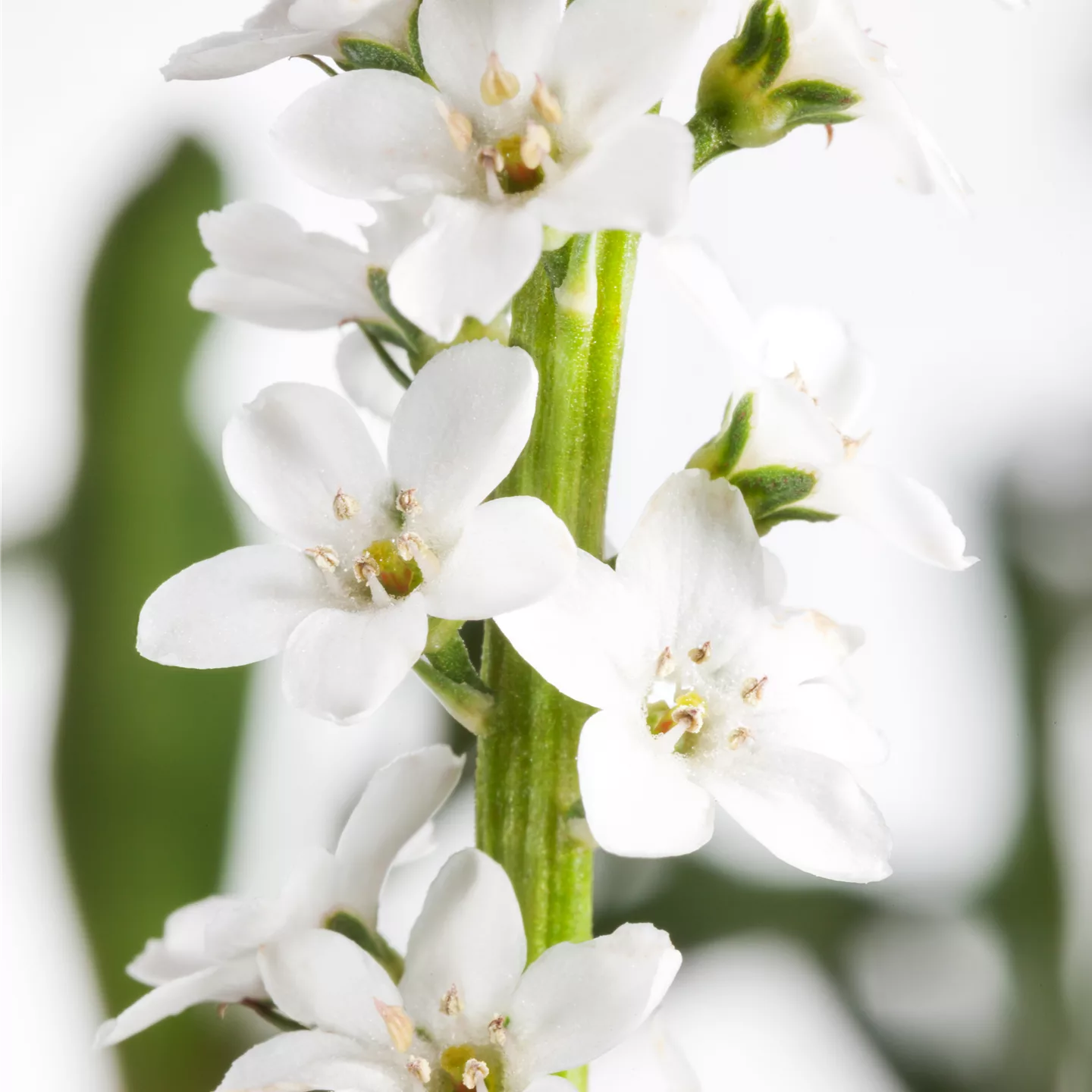 Lysimachia clethroides