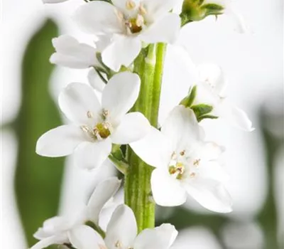 Lysimachia clethroides