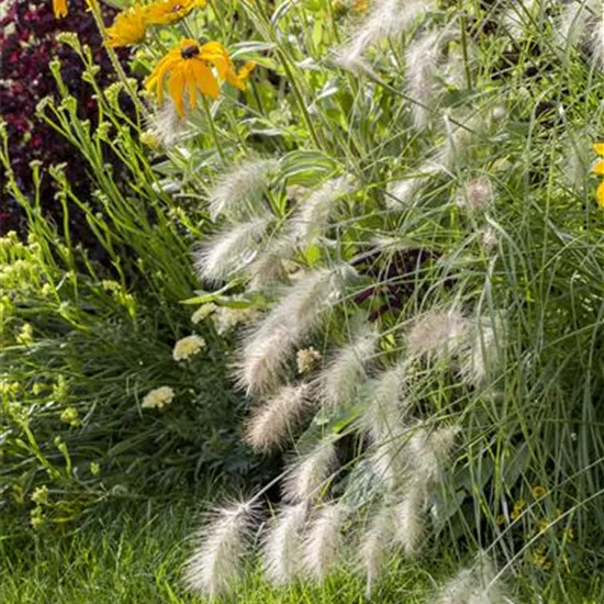 Pennisetum alopecuroides 'Hameln'