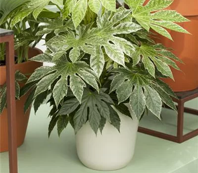 Aralia elata 'Variegata'