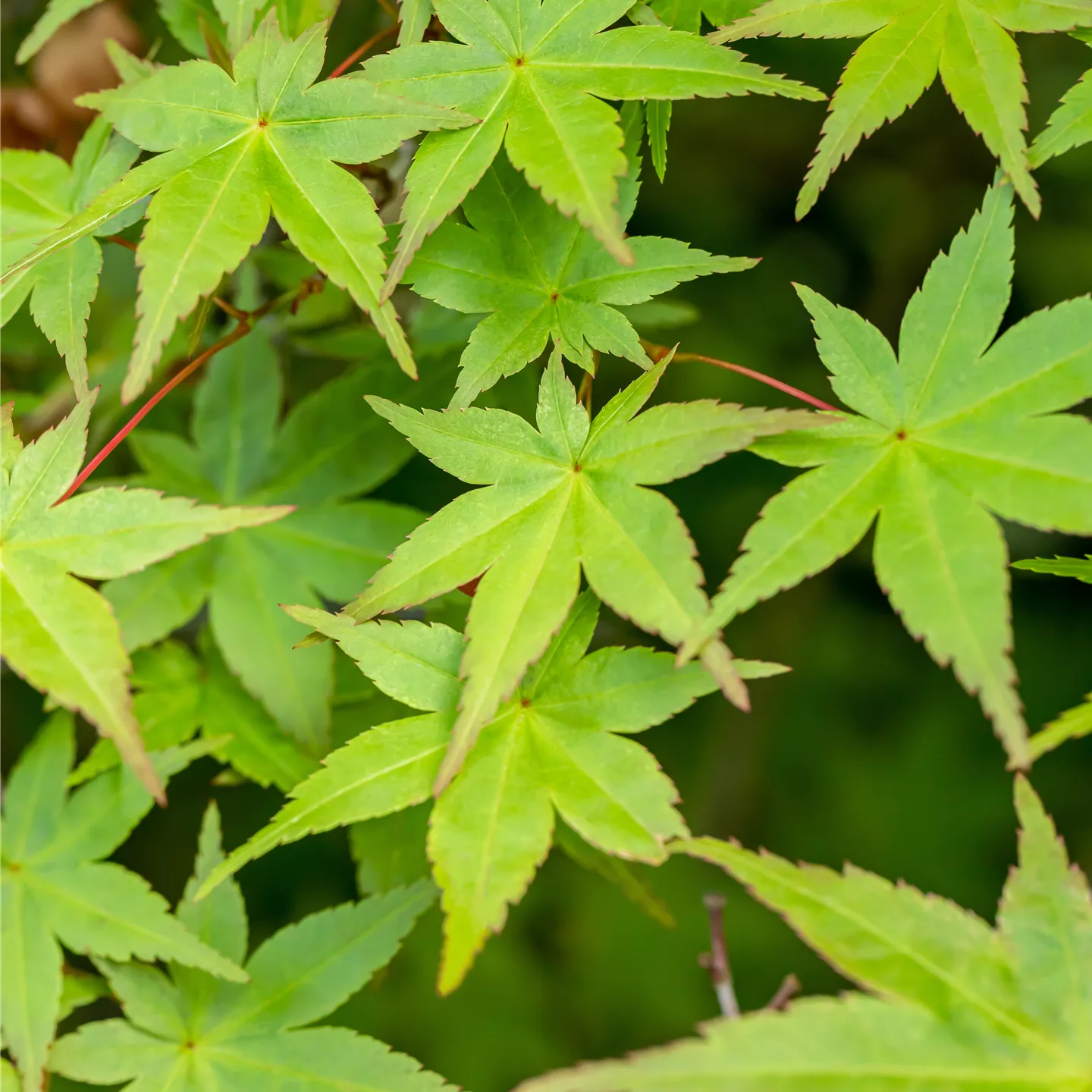 Acer palmatum 'Deshojo'