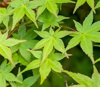 Acer palmatum 'Deshojo'