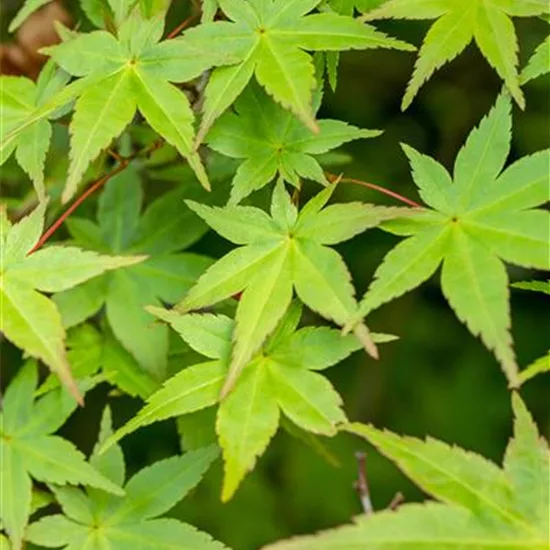 Acer palmatum 'Deshojo'