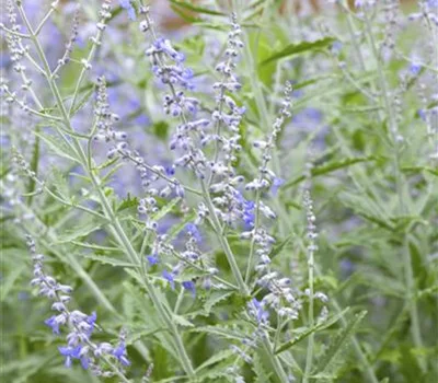 Perovskia atriplicifolia 'Lacey Blue'