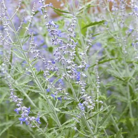 Perovskia atriplicifolia 'Lacey Blue'