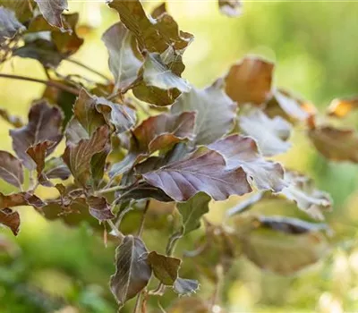 Fagus sylvatica 'Atropunicea'