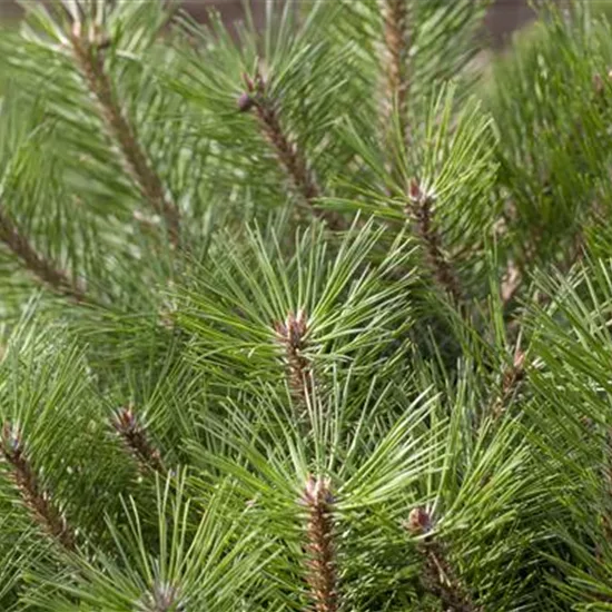 Pinus nigra 'Pierrick Brégeon'