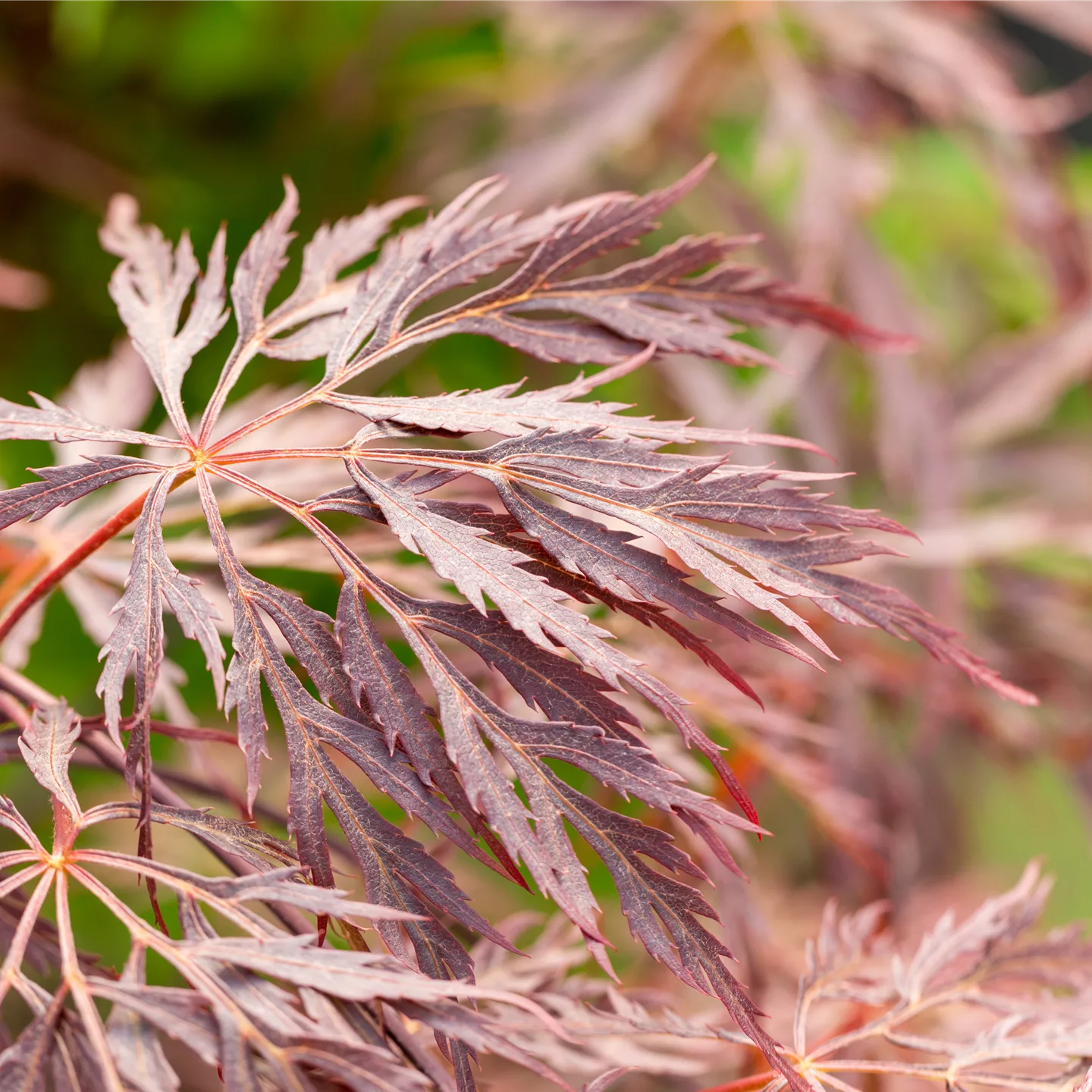 Acer palmatum 'Inaba-shidare'