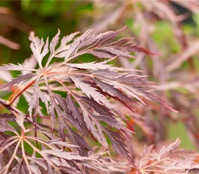 Acer palmatum 'Inaba-shidare'