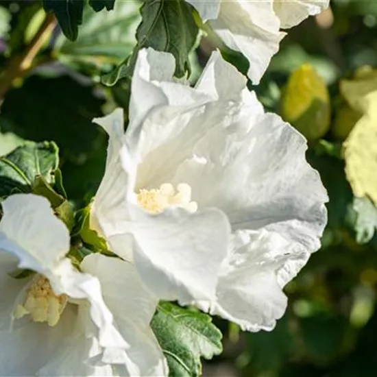 Hibiscus syriacus 'Totus Albus'