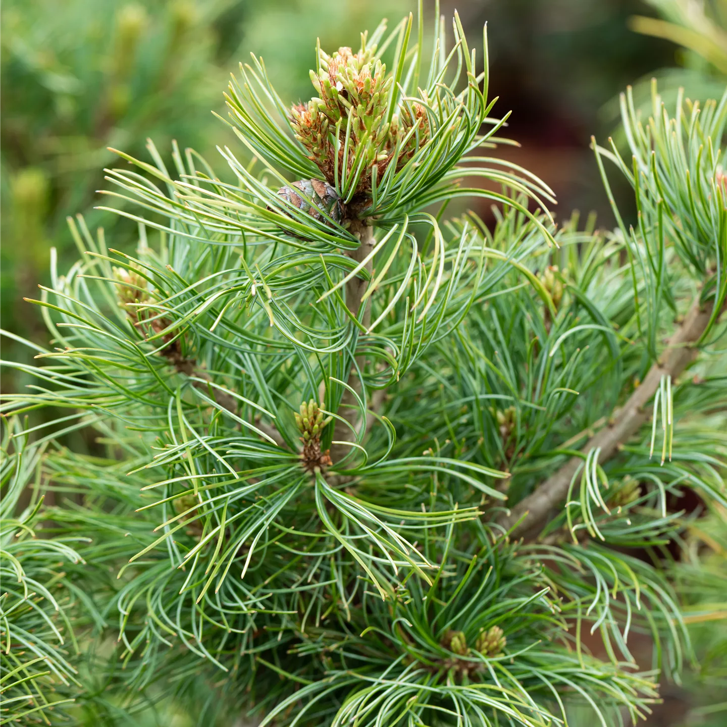 Pinus parviflora 'Schoon's Bonsai'