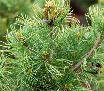 Pinus parviflora 'Schoon's Bonsai'