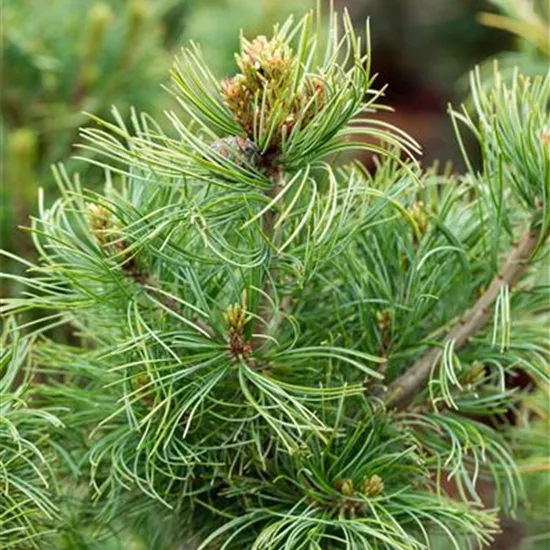 Pinus parviflora 'Schoon's Bonsai'