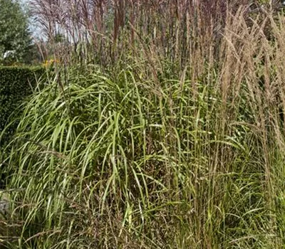 Phragmites australis