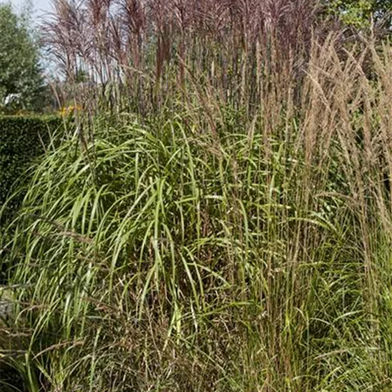 Phragmites australis