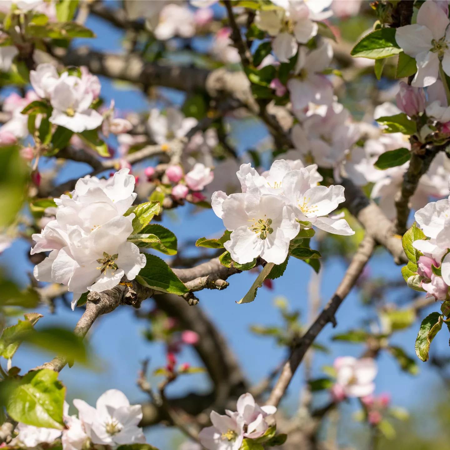 Malus sylvestris