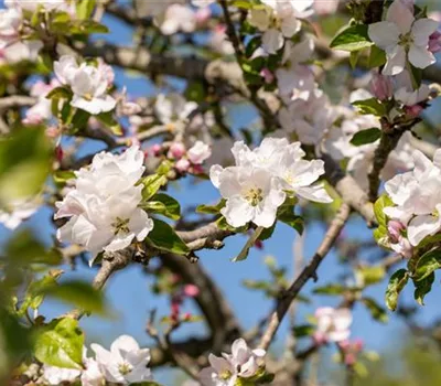 Malus sylvestris