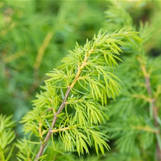 Juniperus communis 'Wallis'