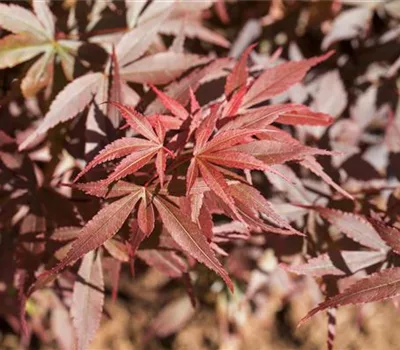 Acer palmatum 'Skeeter's Broom'