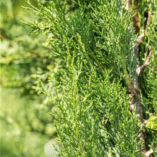 Cupressus sempervirens 'Pyramidalis'