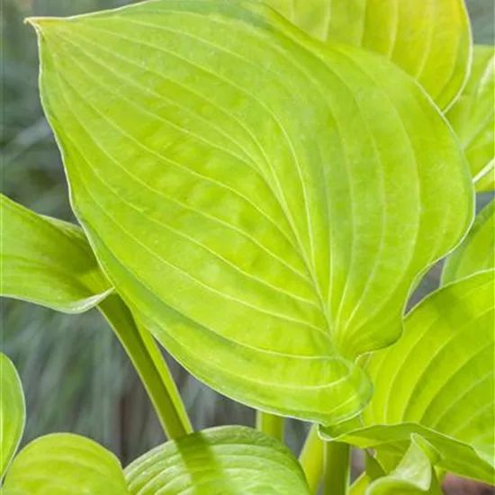 Hosta 'Sum and Substance'