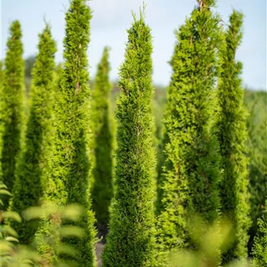 Cupressus sempervirens 'Totem'