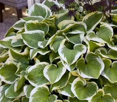 Hosta 'Wide Brim'