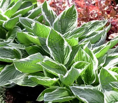 Hosta sieboldiana