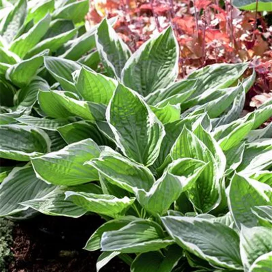 Hosta sieboldiana