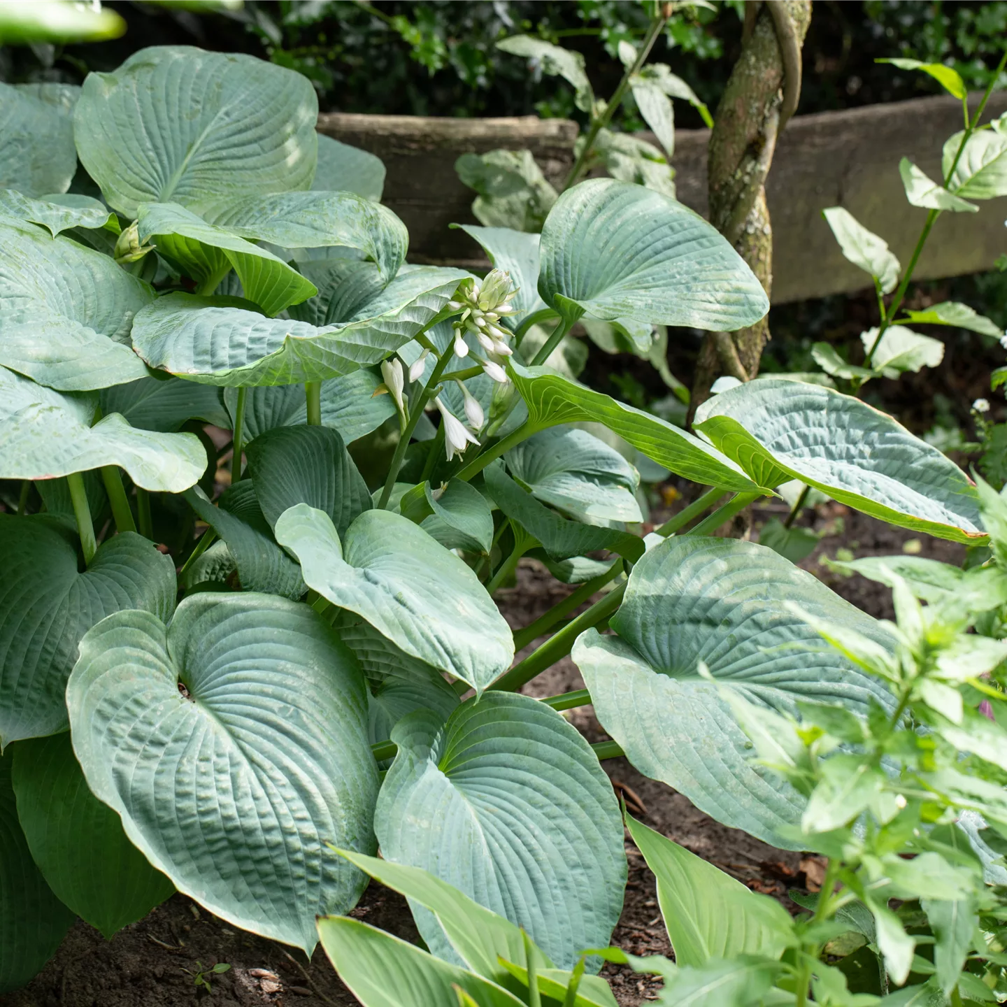 Hosta 'Big Daddy'