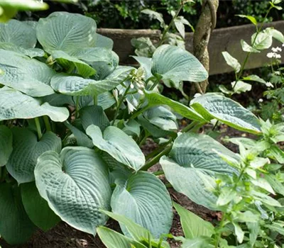 Hosta 'Big Daddy'