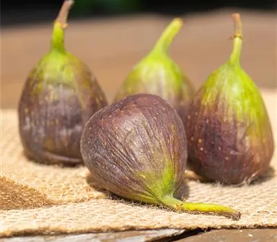 Ficus carica 'Little Miss Figgy'