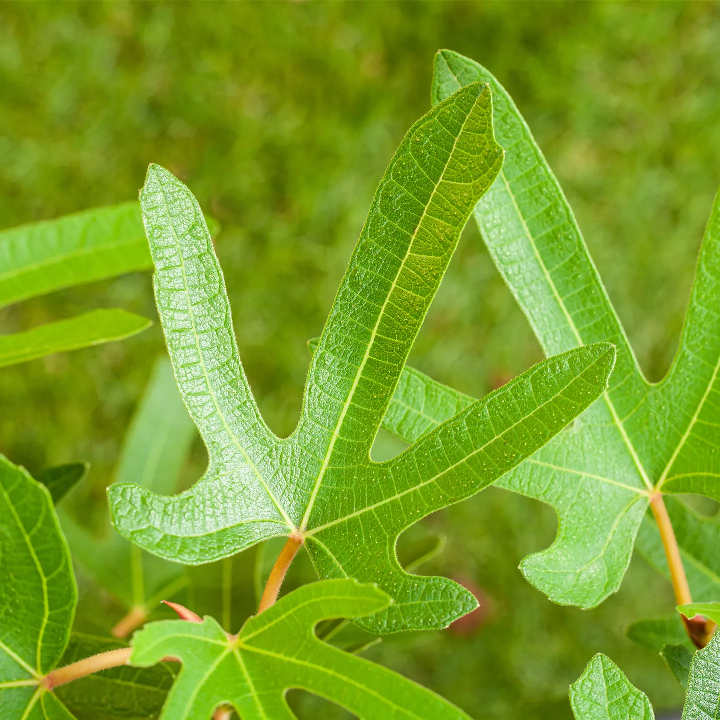 Ficus carica 'Rouge de Bordeaux'