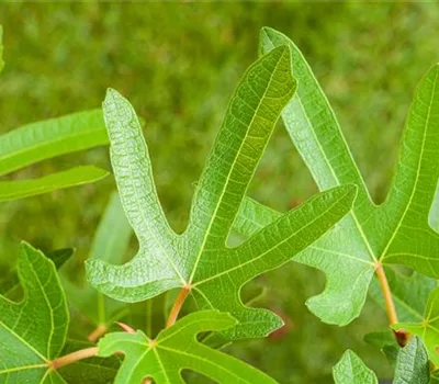 Ficus carica 'Rouge de Bordeaux'