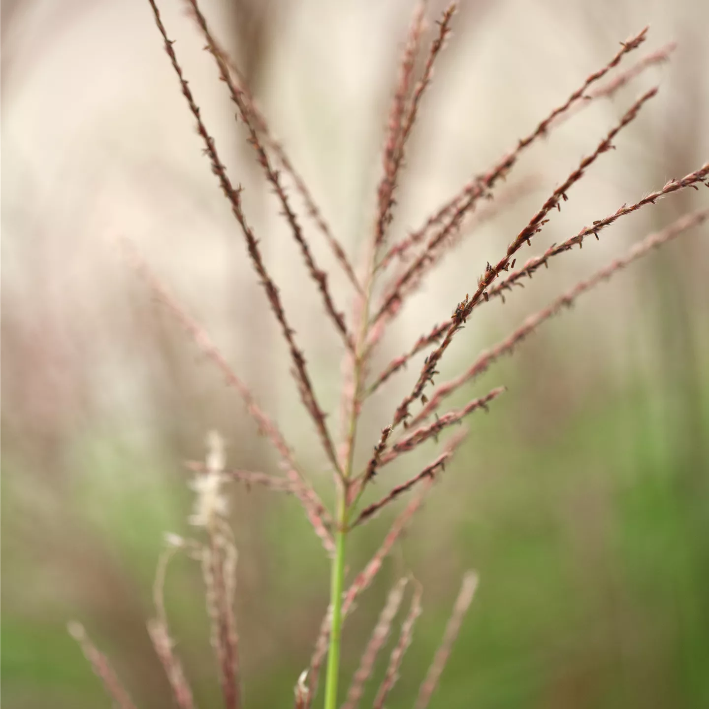 Miscanthus sinensis 'Dronning Ingrid'