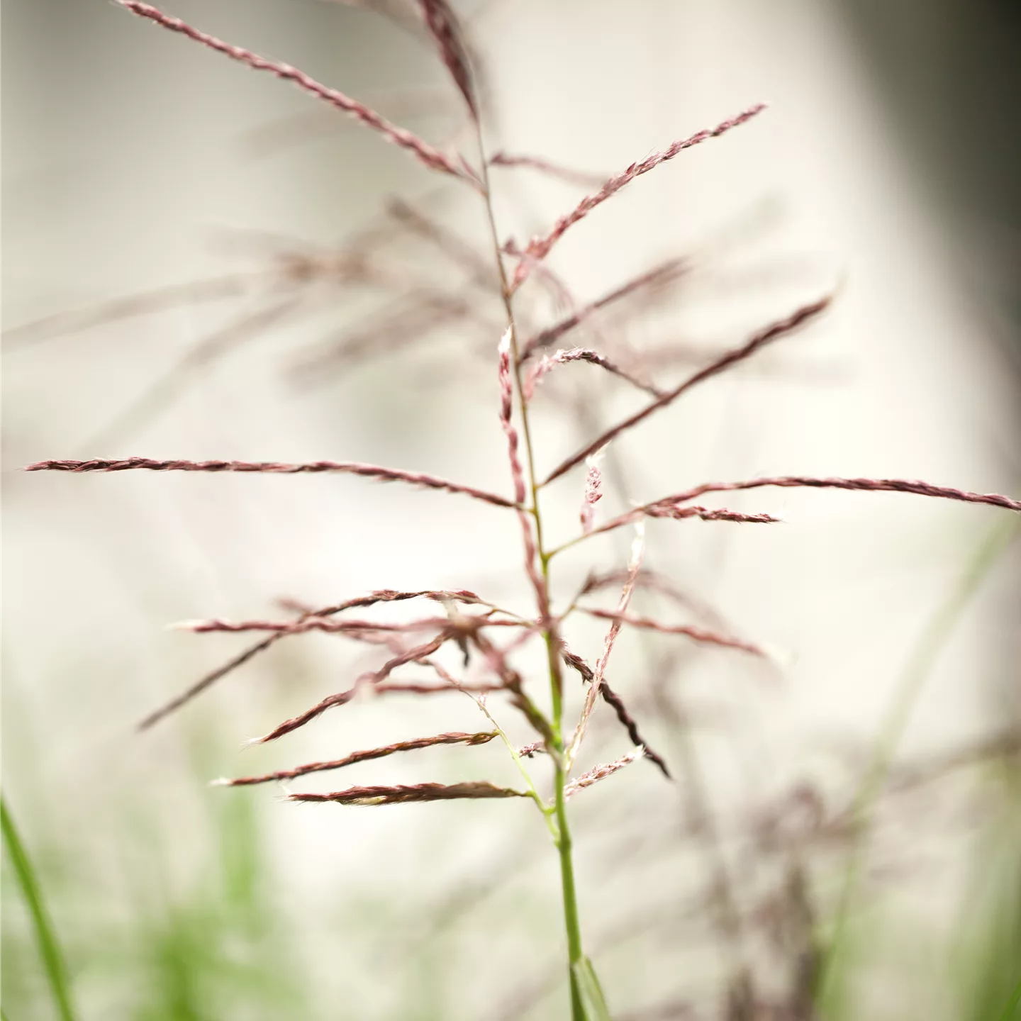 Miscanthus sinensis 'Ferner Osten'