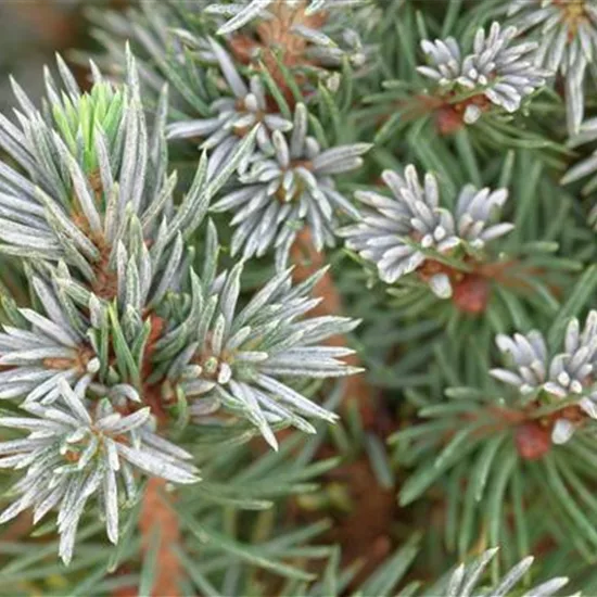 Picea glauca 'Sander's Blue'